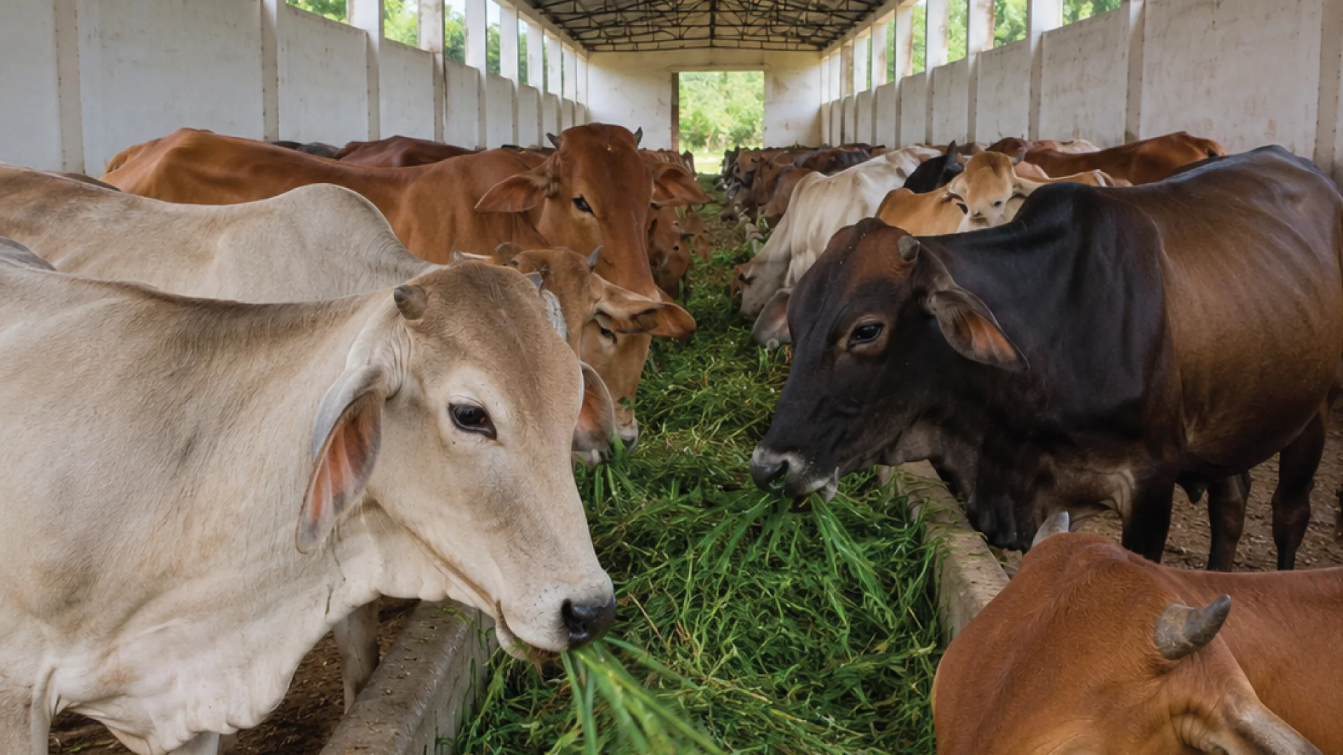 Cattle at the Shri Krishan Gaushala