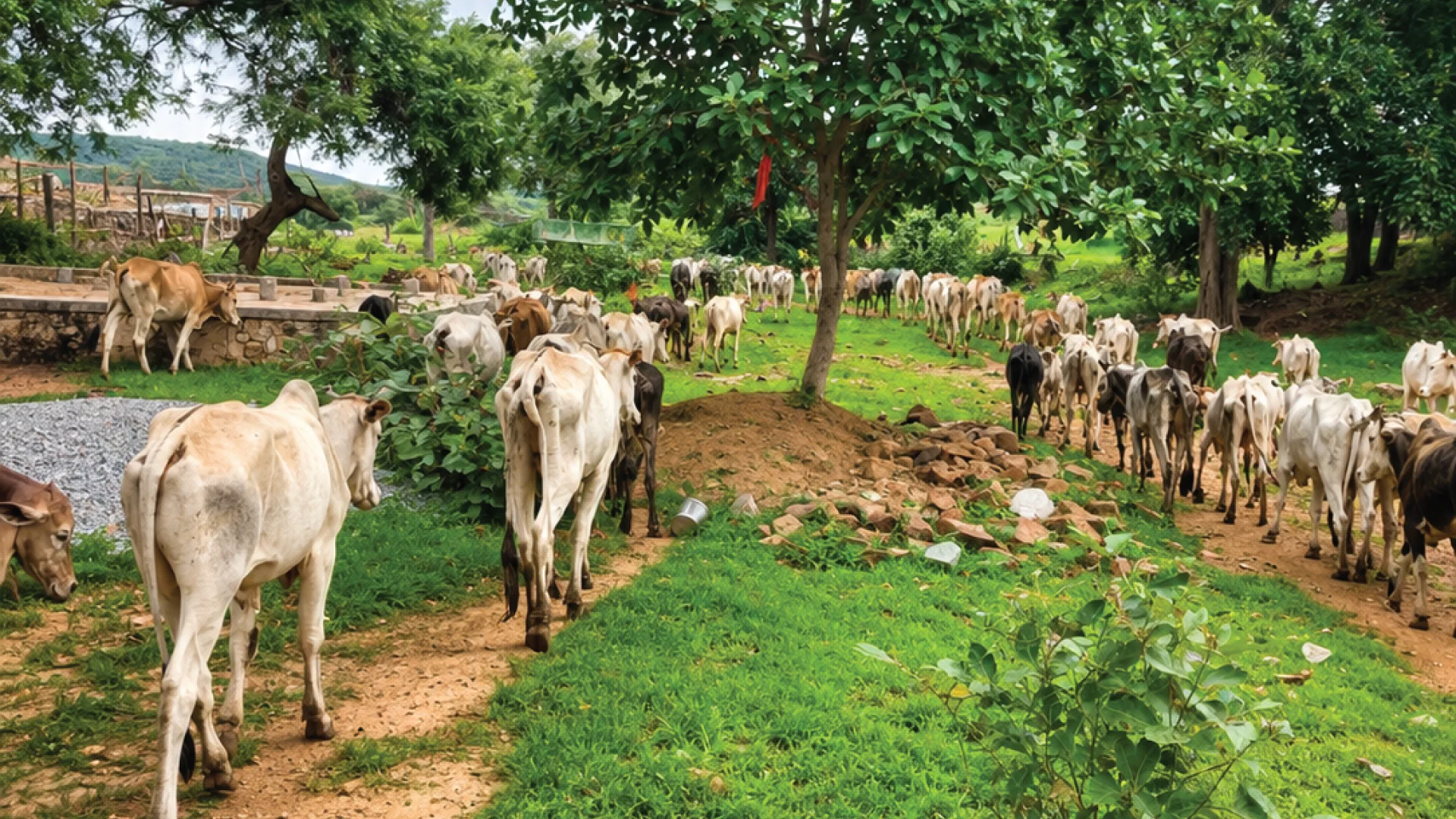 Cattle grazing